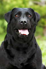 happy dog Labrador Retriever