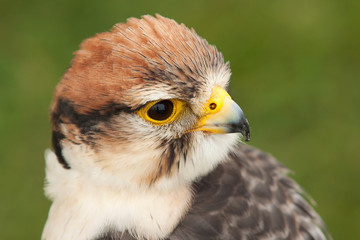 photographic study of a Lanner falcon