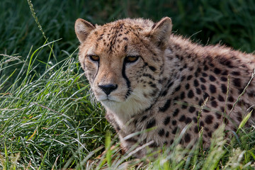 photograph of a resting Cheetah