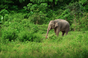 Fototapeta na wymiar Female elephant near the rainforest. Thailand