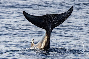 Rare Goose Beaked whale dolphin Ziphius cavirostris © Andrea Izzotti