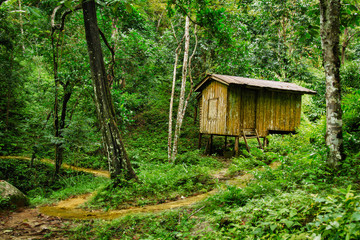 Fototapeta na wymiar Wooden small house in a tropical forest