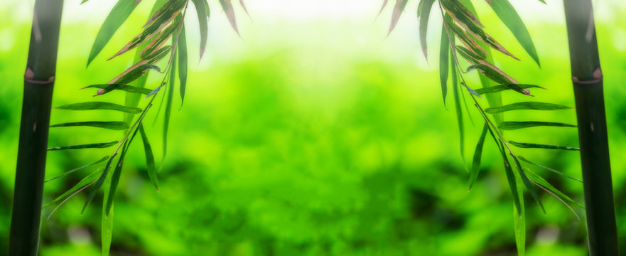 Bamboo green leaf soft blurred background