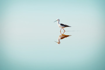 Black-winged Stilt, Common Stilt, or Pied Stilt (Himantopus hima
