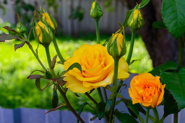Bright yellow roses and unopened buds on the background of nature