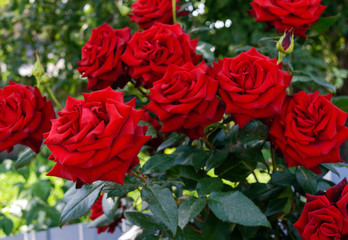 Large bush of red roses on a background of nature. - obrazy, fototapety, plakaty