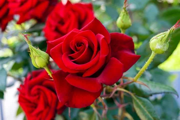 Fototapeten Großer Busch von roten Rosen auf einem Hintergrund der Natur. © yaroshenko
