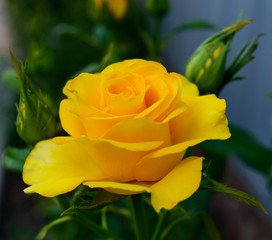 Bright yellow roses on the background of nature