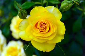 Bright yellow roses on the background of nature