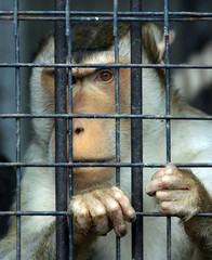 Monkey behind bars