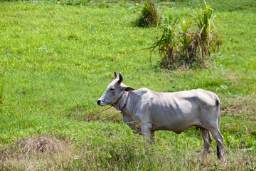 Fototapeta premium Thai cow resting in a field, Issan, Thailand.