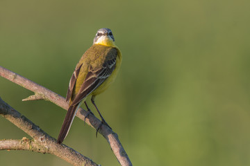Birds - Yellow Wagtail (Motacilla flava)
