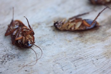 cockroaches