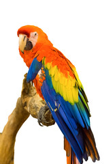 Macaw parrot holding branch on white background