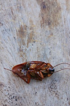 cockroaches