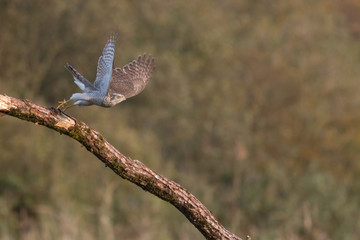 Bird - Sparrowhawk - (Accipiter nisus) - obrazy, fototapety, plakaty