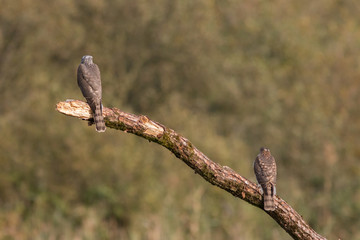 Bird - Sparrowhawk - (Accipiter nisus)