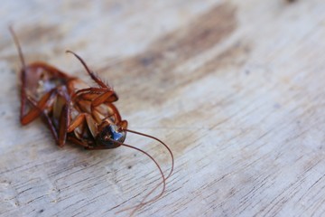 cockroaches