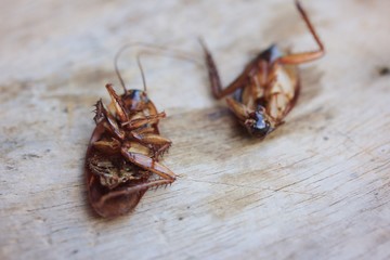 cockroaches