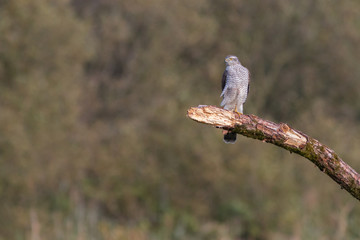 Bird - Sparrowhawk - (Accipiter nisus) - obrazy, fototapety, plakaty