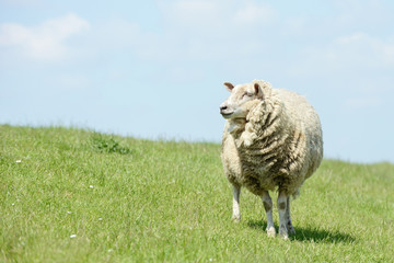 Sheep standing on meadow and looking