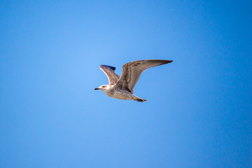 Seagull flying in the clear blue sky with open wings