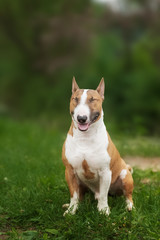 red english bull terrier dog