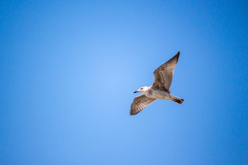 Seagull flying in the clear blue sky with open wings