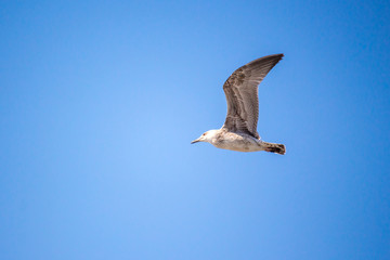 Seagull flying in the clear blue sky with open wings