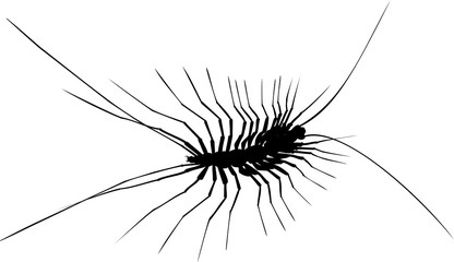 Silhouette of house centipede (Scutigera coleoptrata)