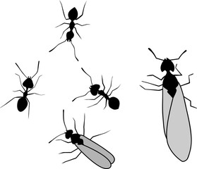 Silhouette of ants. Queen ant