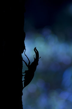 Stag beetle in night