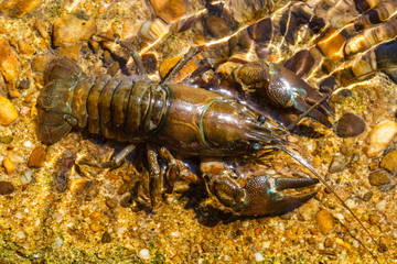 Pacifastacus leniusculus. Cangrejo Señal, Cangrejo del Pacífico.