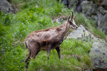 Old chamois - Rupicapra rupicapra in grass. High Tatras.
