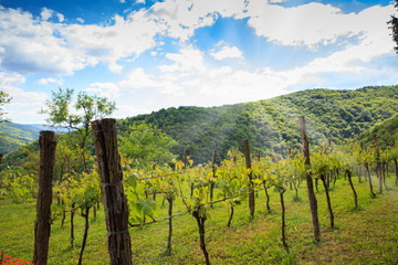 Fototapeta na wymiar View of vineyards