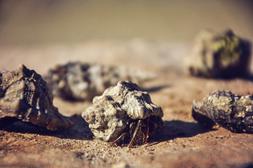 Beautiful seashells on the stone floor. Background with different . Shallow depth of field. Toned image.