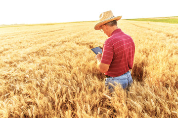 Naklejka na ściany i meble Senior farmer standing in a wheat field with a tablet and examining crop.