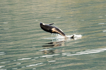Killer whale leaping out of the water