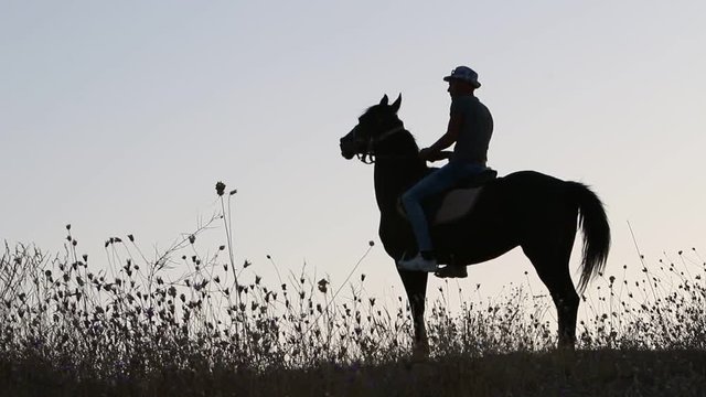 horse and cowboy