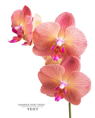 Pink streaked orchid flower, isolated (selective focus)