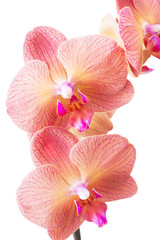 Fototapeta na wymiar Pink streaked orchid flower, isolated (selective focus)