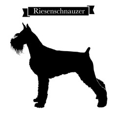 Dog breeds - Purebred riesenschnauzer or giant schnauzer dog. Vector Illustration