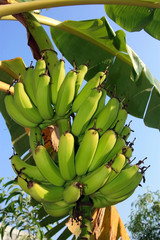 bananas on the background of blue sky, growing bananas, Goa, Ind