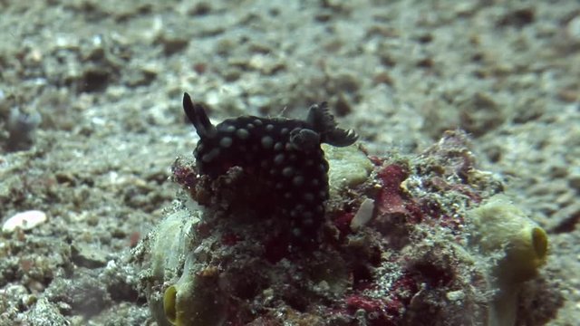  beautiful black nudibranch on coral macro shooting  indonesia  scuba diving