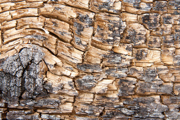 texture of old wood, blur, closeu