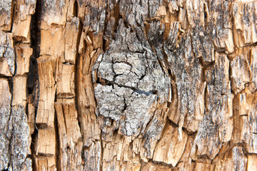 cracks on old wood texture