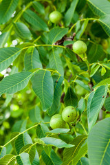 the cultivation of walnuts, green walnuts