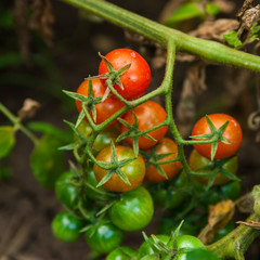 tomatoes cherry on the branch, growing tomatoes