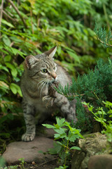 cat hunting for a bird prey, a bird in the mouth of a cat, the v