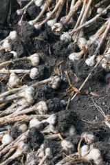 crop garlic, fresh garlic, drying, mold